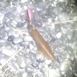 ヤリイカ襲来！